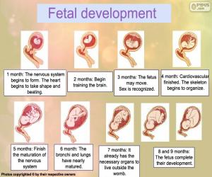 yapboz Fetal gelişim (İngilizce)